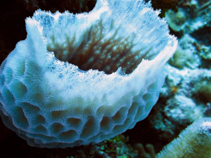 a blue and white sea anemone, which is covered in frost