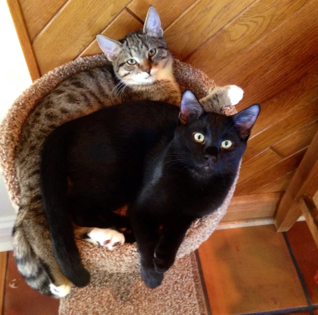 two cats laying on the cat bed of their own