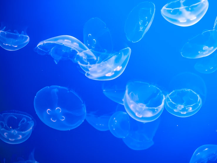 many jellyfish floating next to each other in a blue water