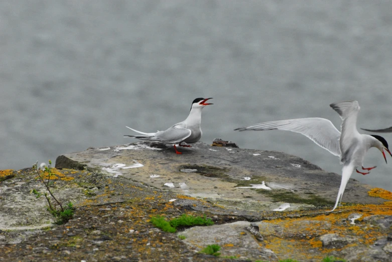 a bird in flight and a seagull landing on rocks