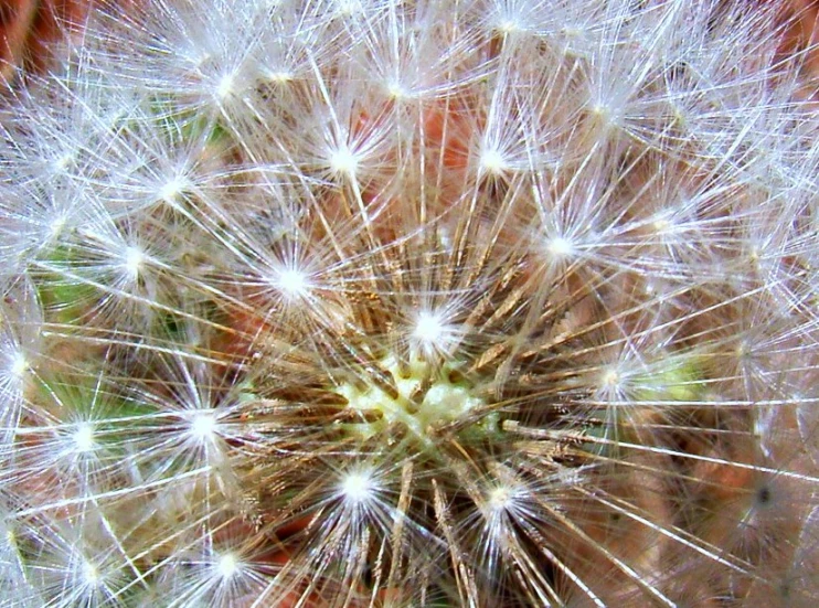 a dandelion is shown close up in a field
