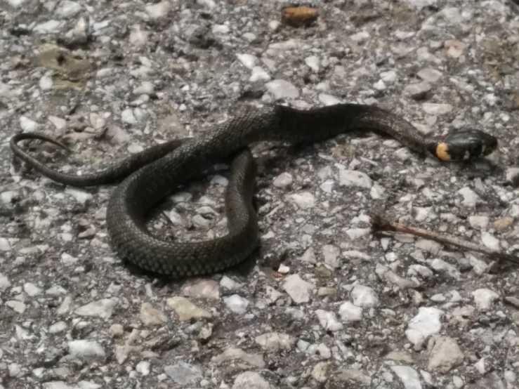 a snake is crawling across a concrete surface