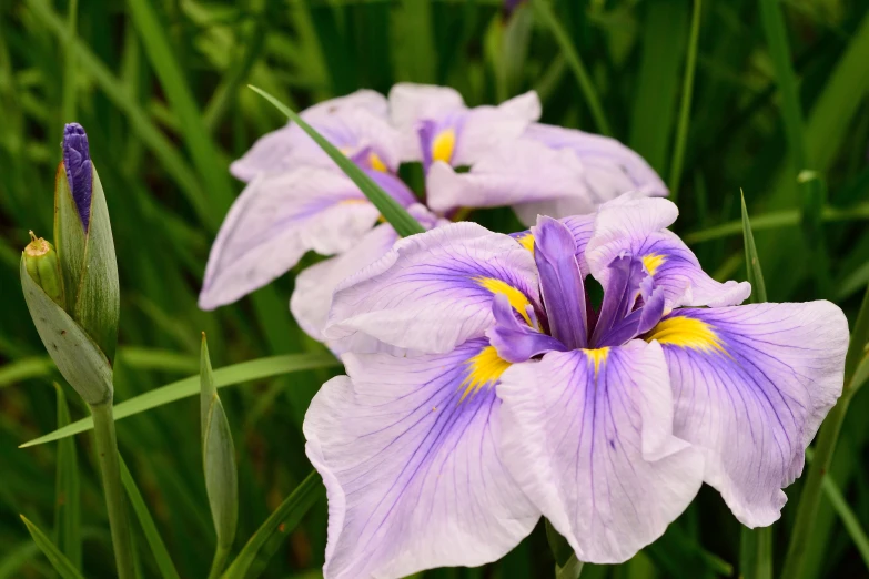 three purple flowers that are in some grass