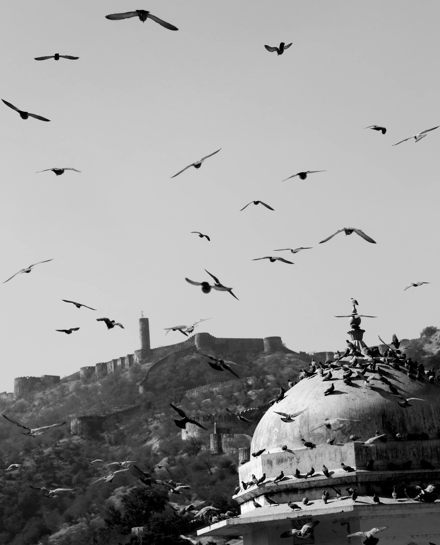 black and white po of bird flying in sky over buildings