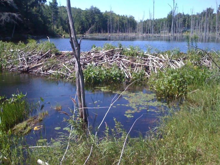 many small bushes are next to a very pretty lake