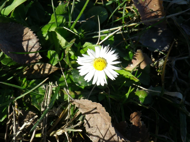 a single flower sitting alone in the grass