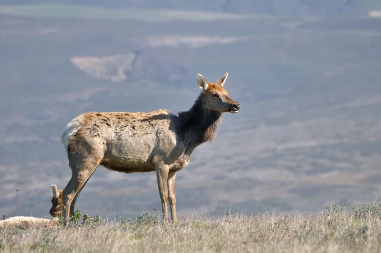 a deer standing in the field with other animals