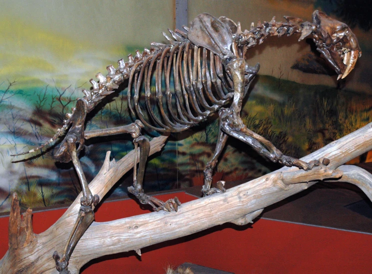 skeleton of dinosaur with large claws standing on tree nch