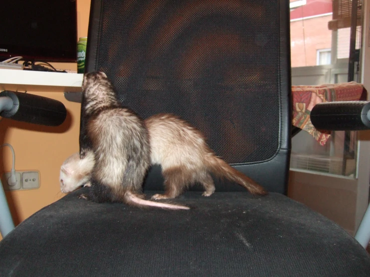 a ferret on an office chair in the office