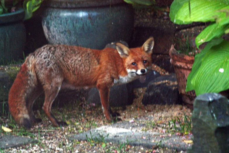 a very cute fox standing by some flowers