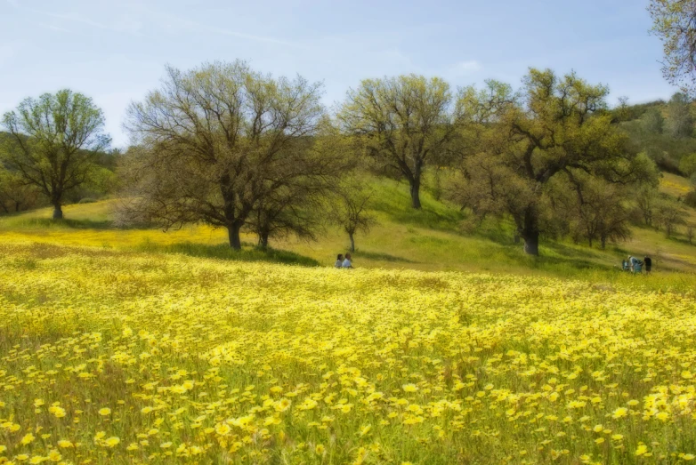 two people in field with many trees and grass