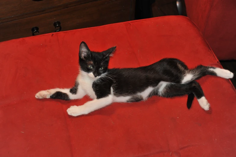 a cat sleeping on the floor in an office chair