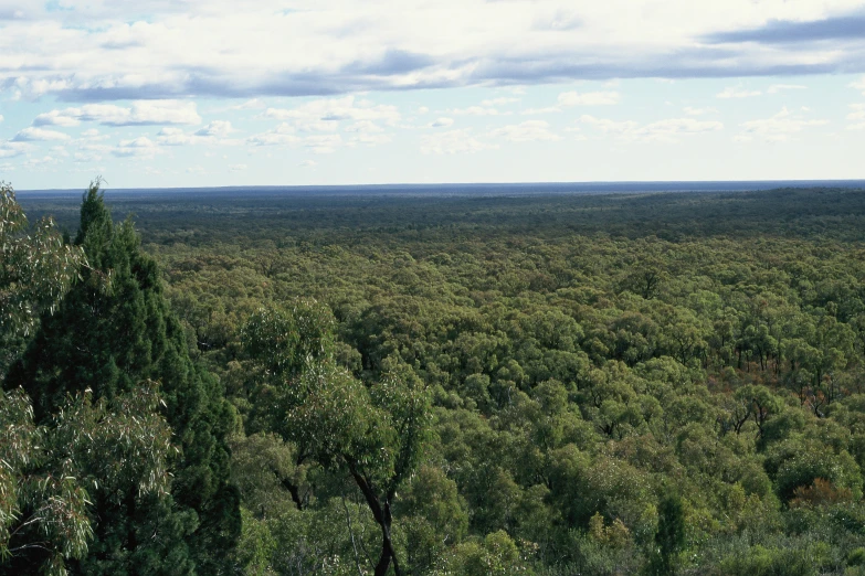 view from the hill looking down at a green forest