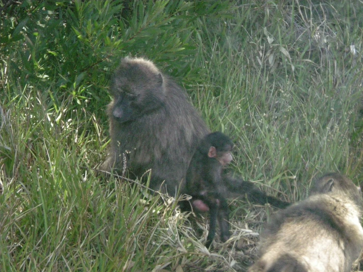 a group of monkeys walking in the tall grass