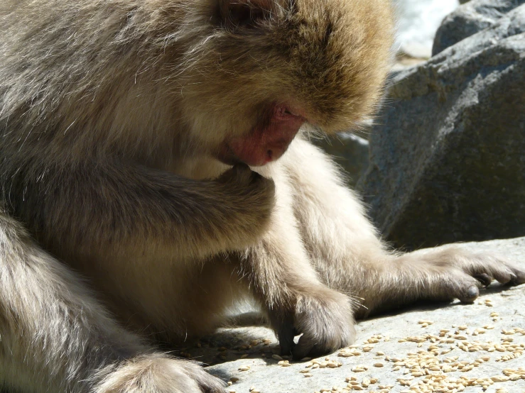 a macacaon sitting on some rocks outside