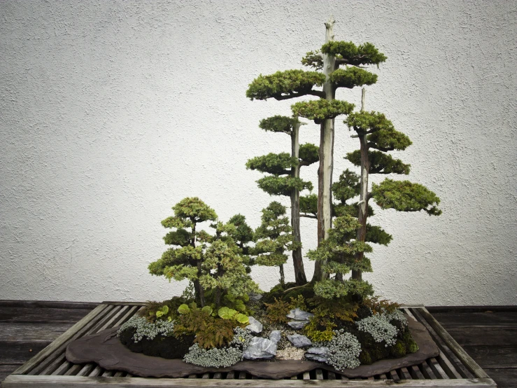 a tree is shown in a tray covered in green plants