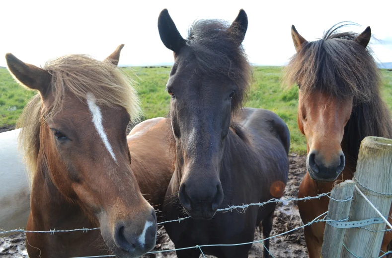 two horses behind a barbed wire fence looking over the top