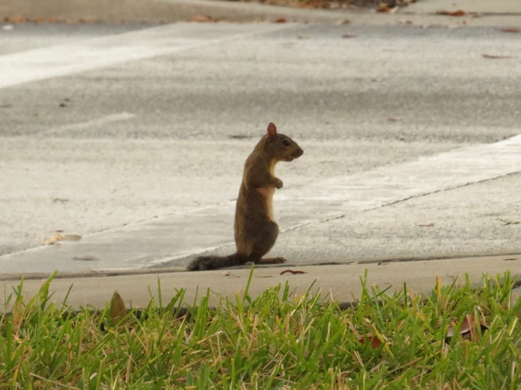 a squirrel sitting on the ground in front of some concrete