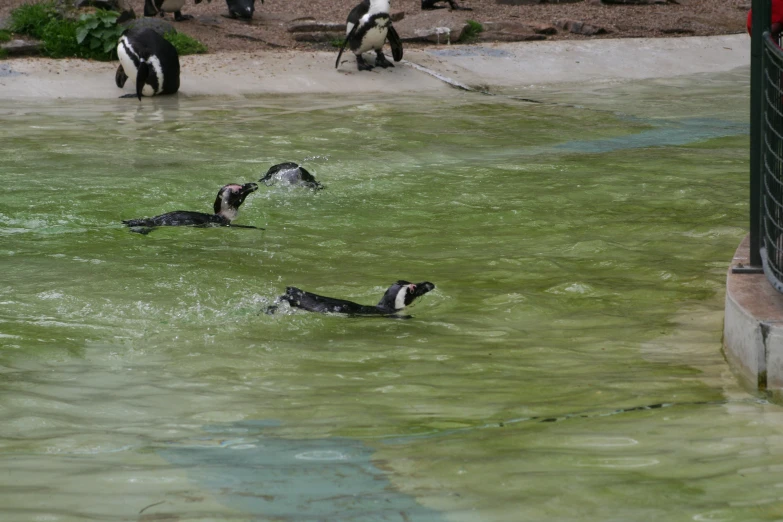 three penguins that are swimming in the water