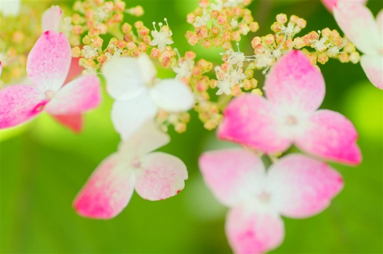 closeup of the white and pink flowers with green background