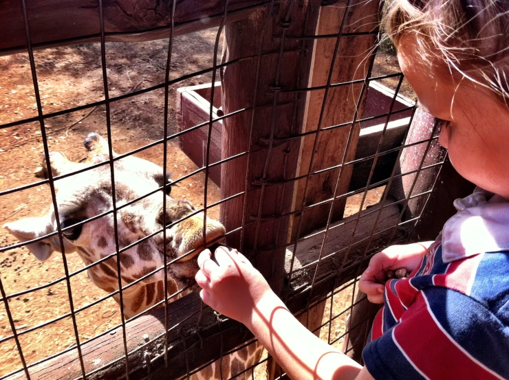 a young person petting an animal behind a fence