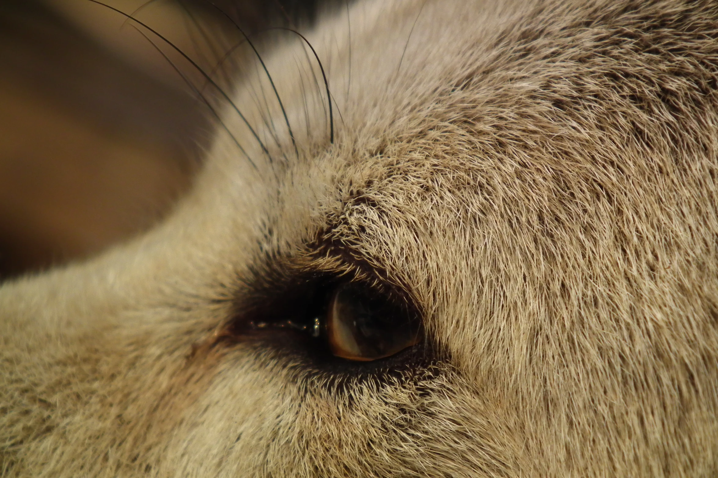 an extreme closeup po of a grey cow eye