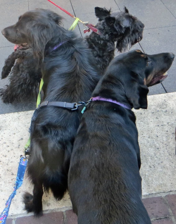 two dogs are resting on the street with their heads tilted