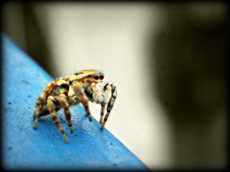 a close - up s of a jumping spider