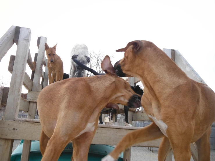 brown dogs in the yard with one dog on a leash and three dogs on the back