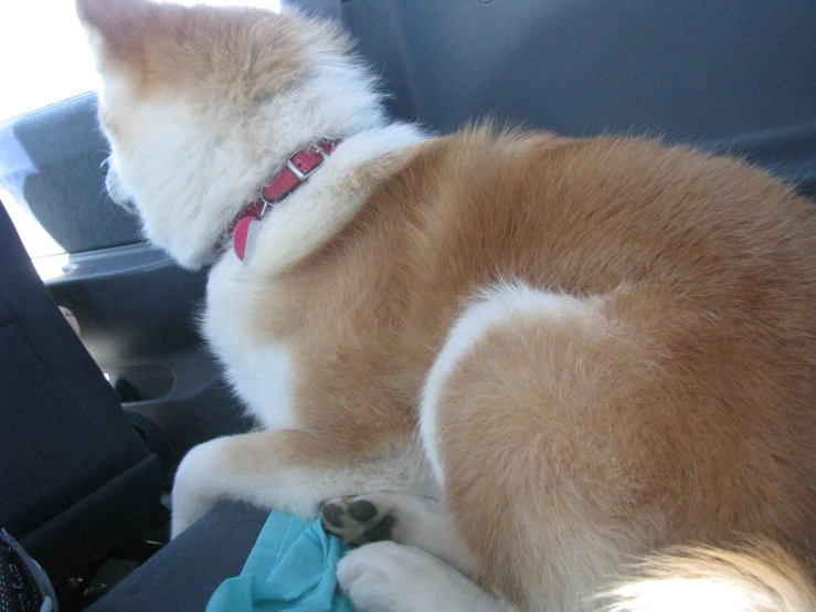 an orange and white husky puppy laying down in the back seat of a car