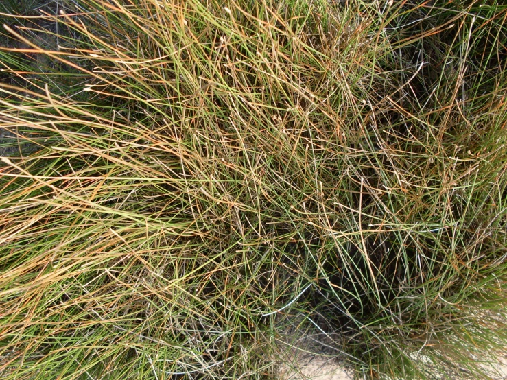 a close up of grass and plants with rocks in the background