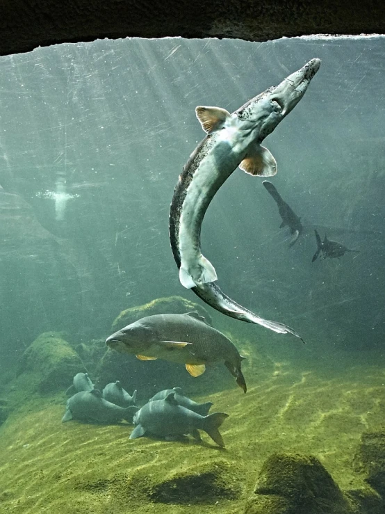 an underwater po with a couple of fish below