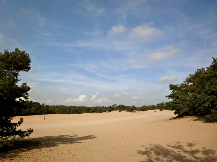 an area with some trees and sand