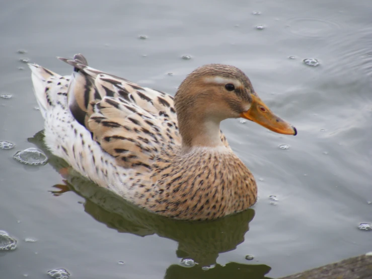 a close - up view of a duck floating on the water