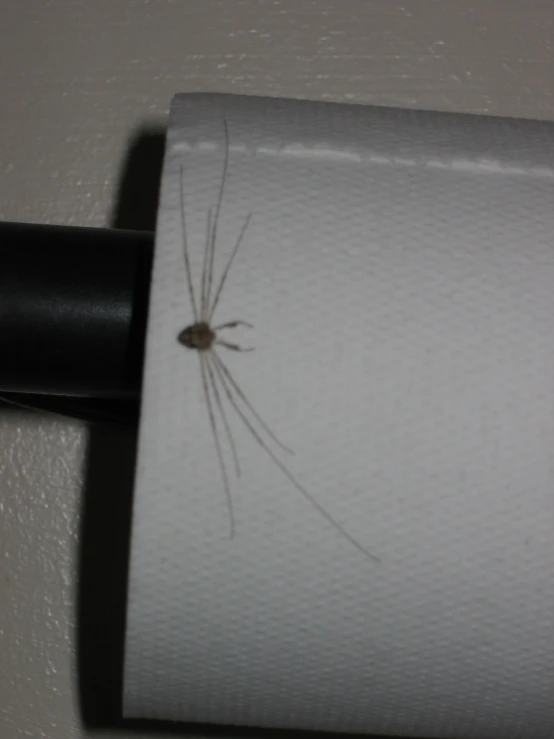 a brown spider is standing on the corner of a paper towel holder