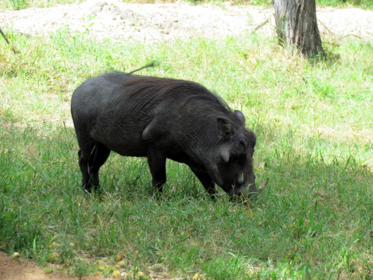 a large black bear in grass on a sunny day