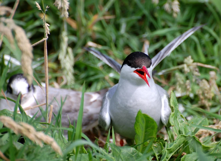 a bird in grass with a white and black bird behind it