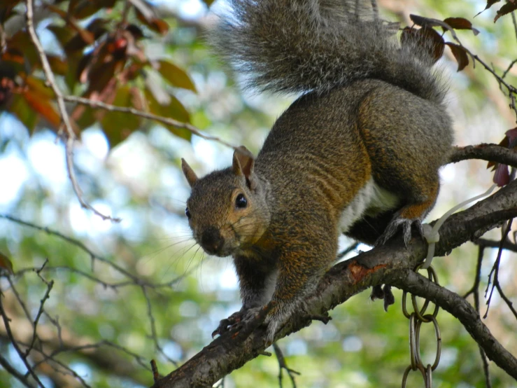 a squirrel is sitting on a tree nch