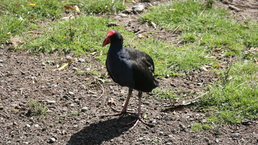 a gray and black bird standing on the ground