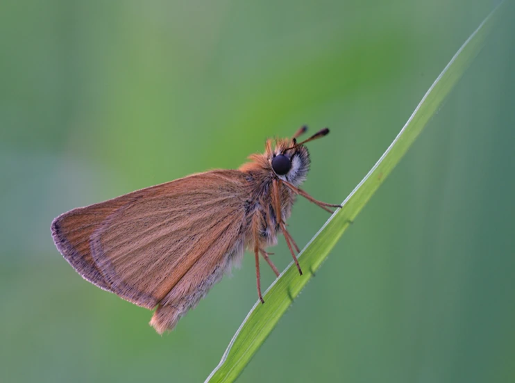 a brown and black erfly sitting on a blade of grass