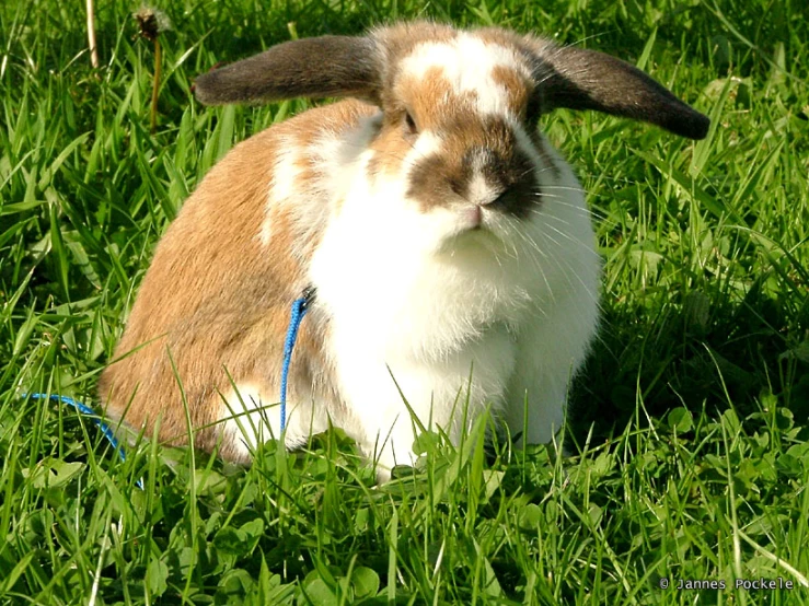 a brown and white rabbit sitting on top of green grass