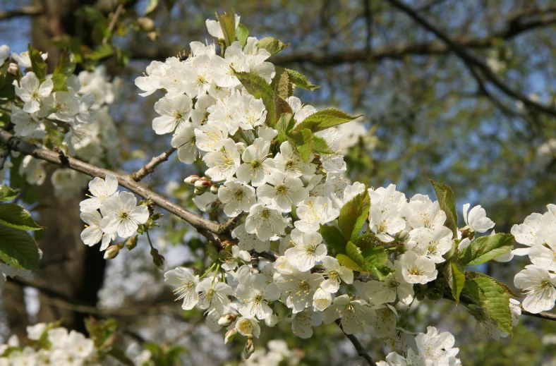 flowers on a tree nch during the day