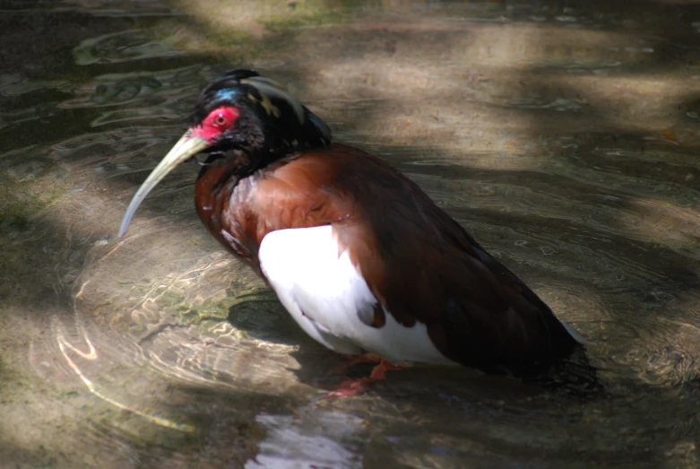 a bird with a red beak standing in water