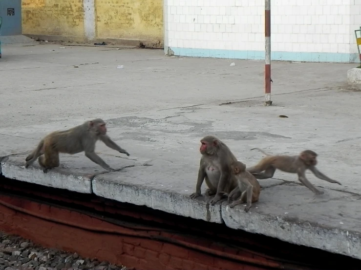 several monkeys are on a concrete slab while two others are walking
