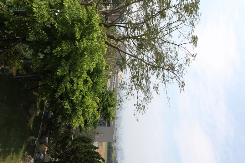 this is an elevated view of a green tree