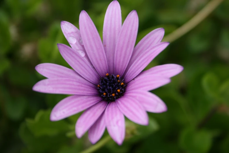 a purple flower with lots of green leaves