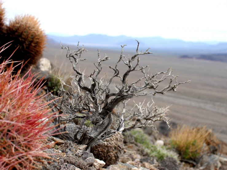 a plant is sitting on the side of a mountain