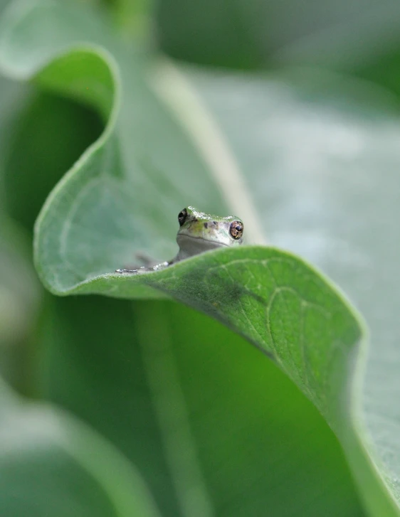 a close up view of a frog in the green leaves