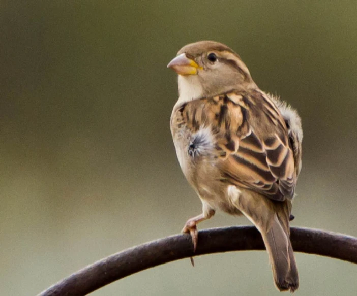 the bird has a yellow beak sitting on a metal rod