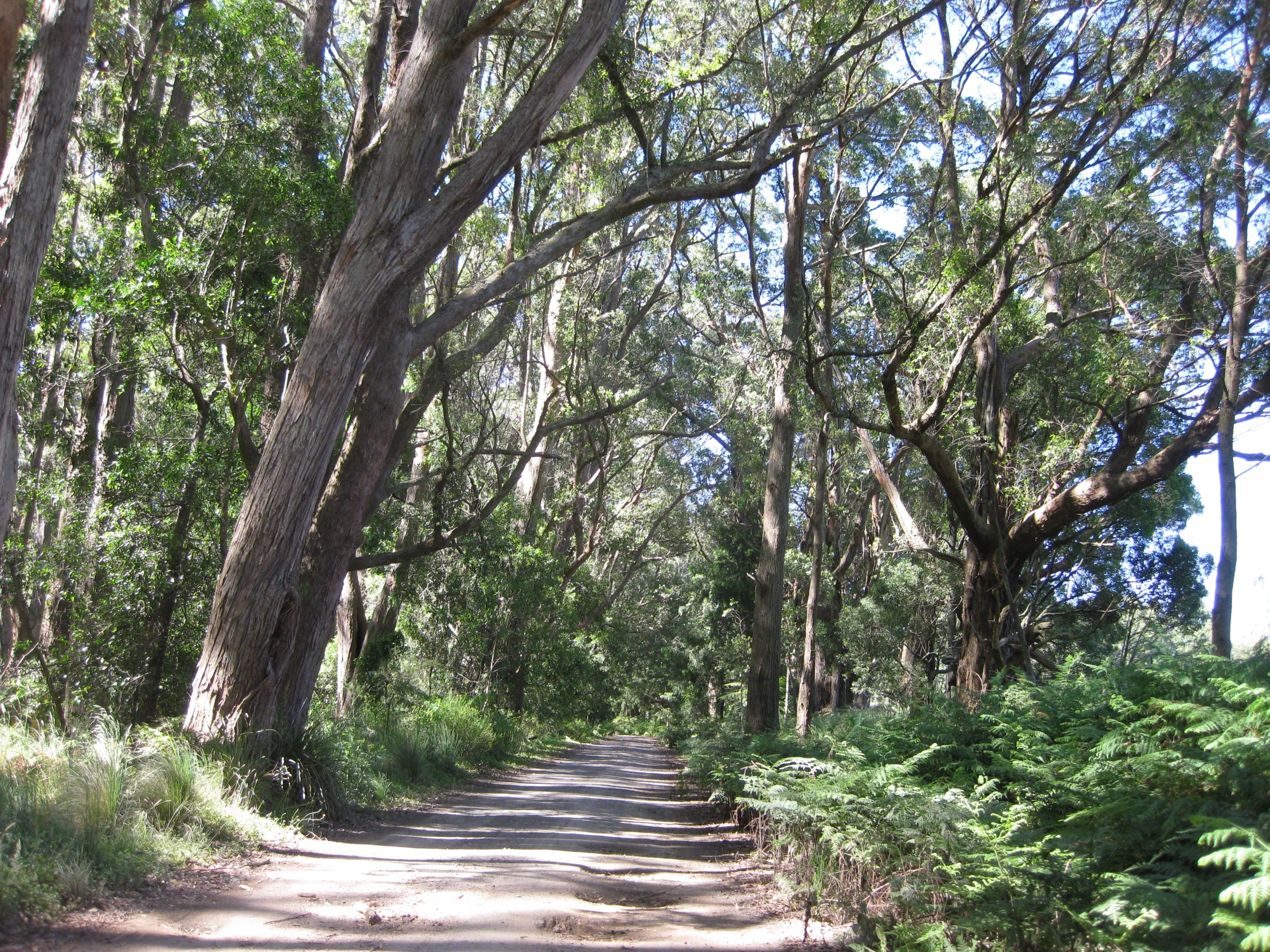 there is a dirt road that goes through the trees